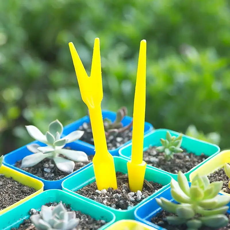 Succulent Set - 1/10 pezzi semina piante grasse trapianto