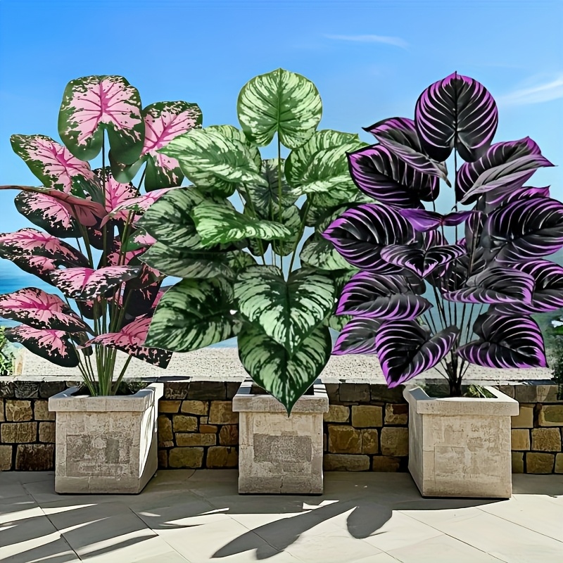 Fiddle Leaf Fig - 3 pz 60 cm Grande Pianta