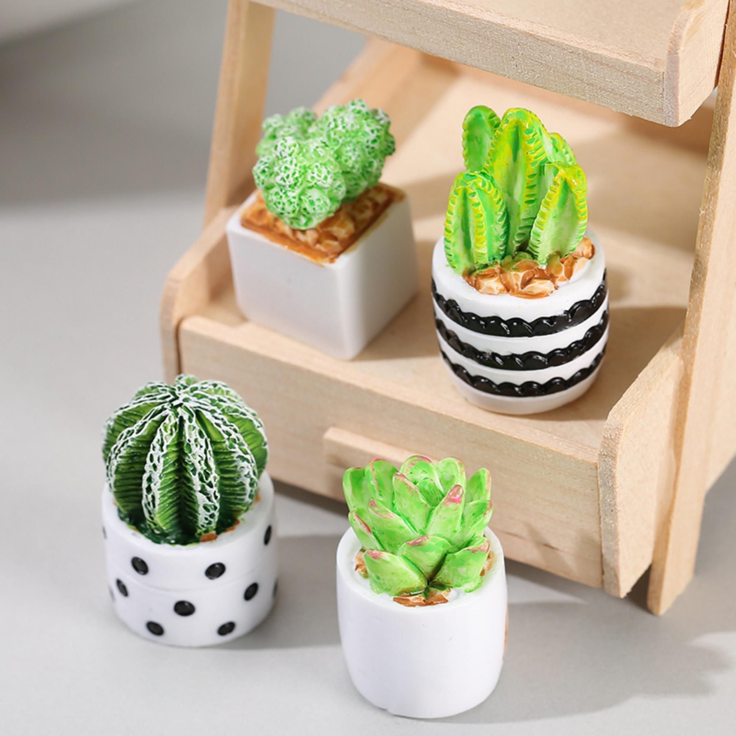 Succulent Set - Set di 4 Piante Succulente di