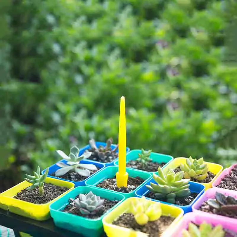 1/10 pezzi semina piante grass - Succulent Set recensione e prezzo