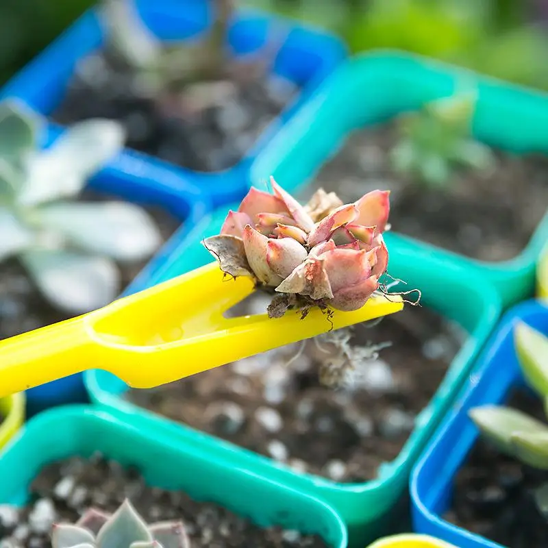 1/10 pezzi semina piante grass - Succulent Set recensione e prezzo