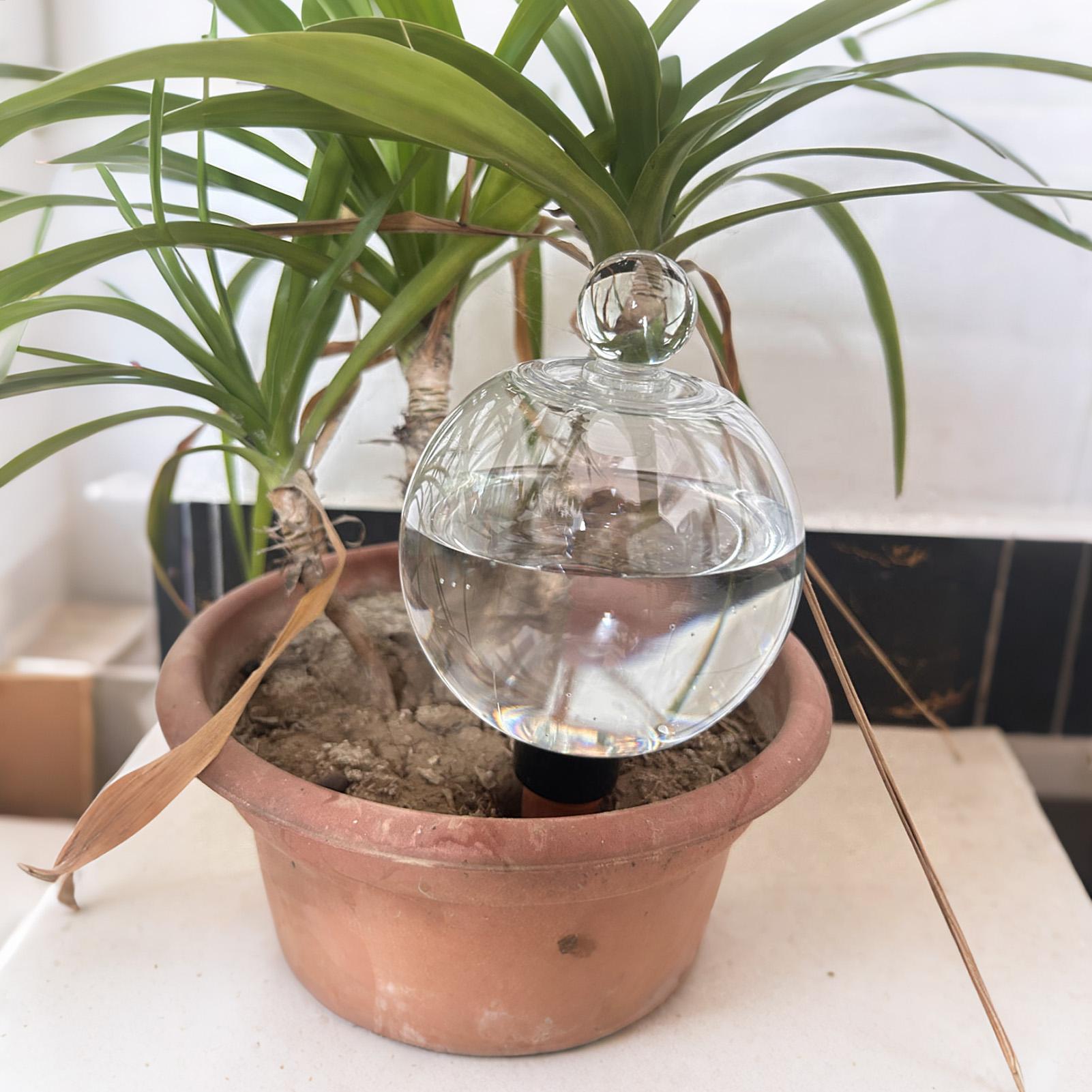 Globi per Irrigazione Piante 4 - Pothos recensione e prezzo