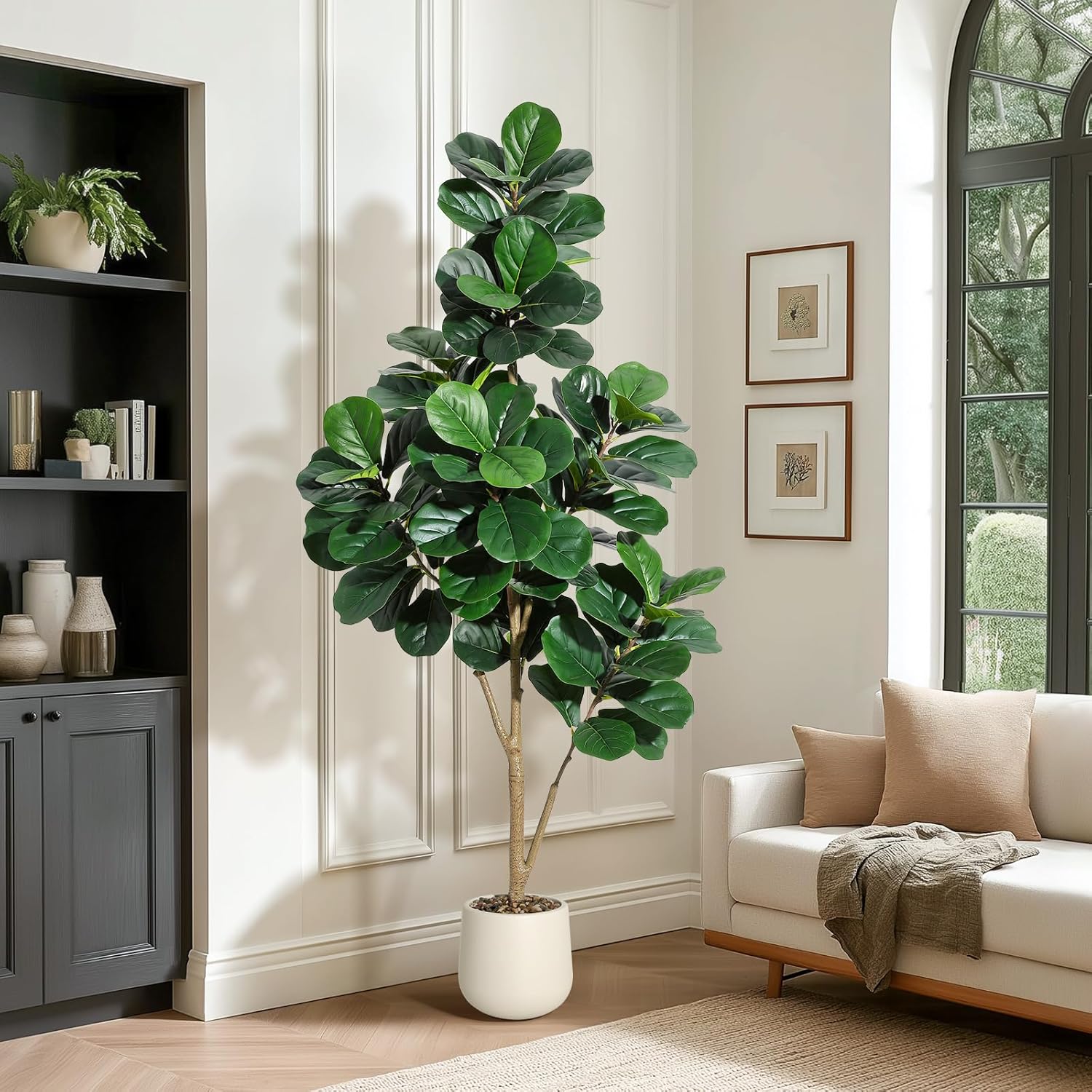 Albero di fico con foglie di v - Fiddle Leaf Fig recensione e prezzo