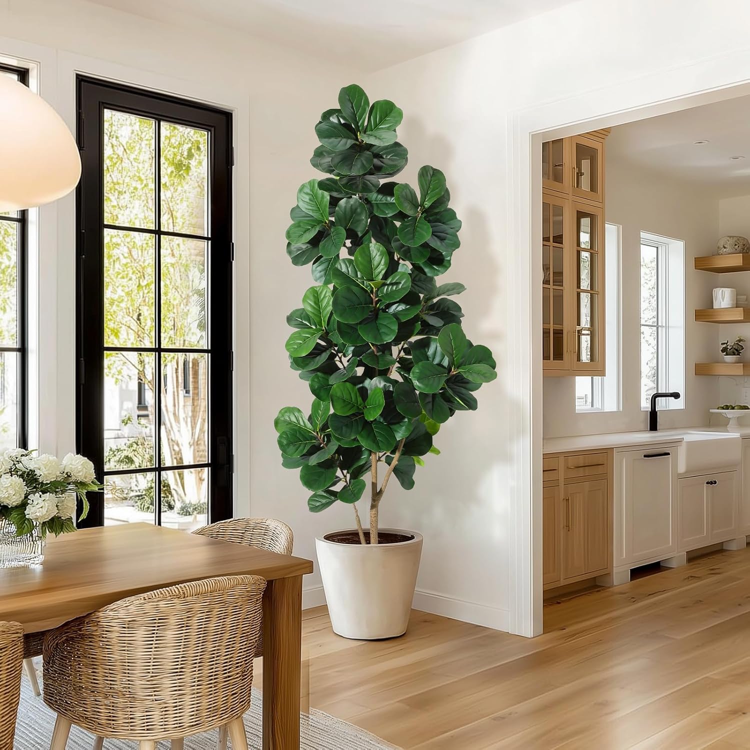 Albero di fico con foglie di v - Fiddle Leaf Fig recensione e prezzo