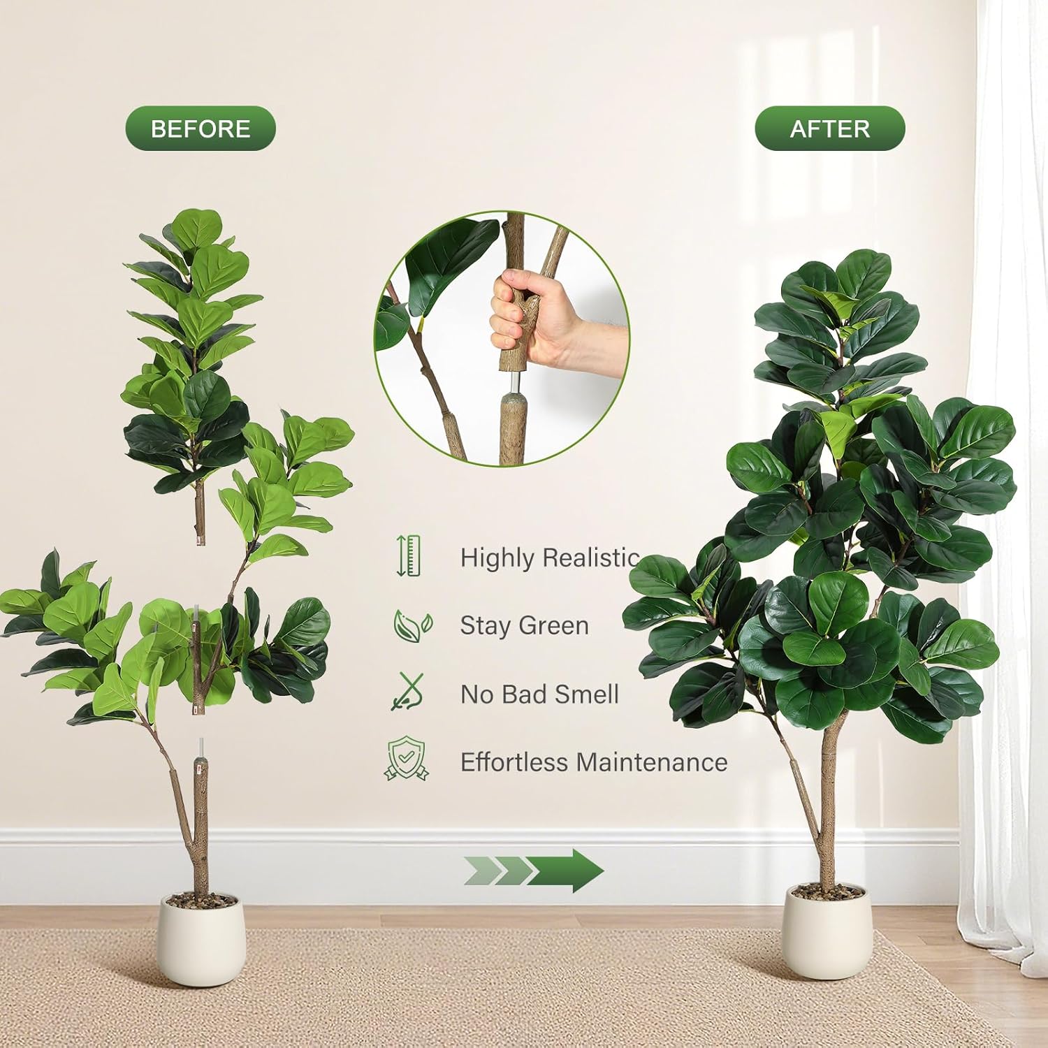 Albero di fico con foglie di v - Fiddle Leaf Fig recensione e prezzo
