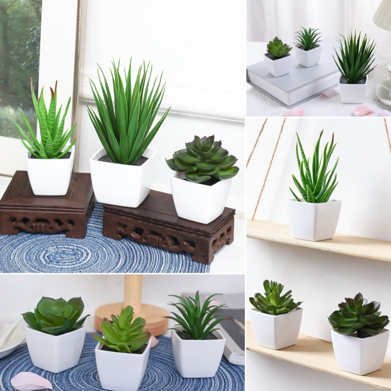 (U set di 3 pezzi) Mini piante - Succulent Set recensione e prezzo