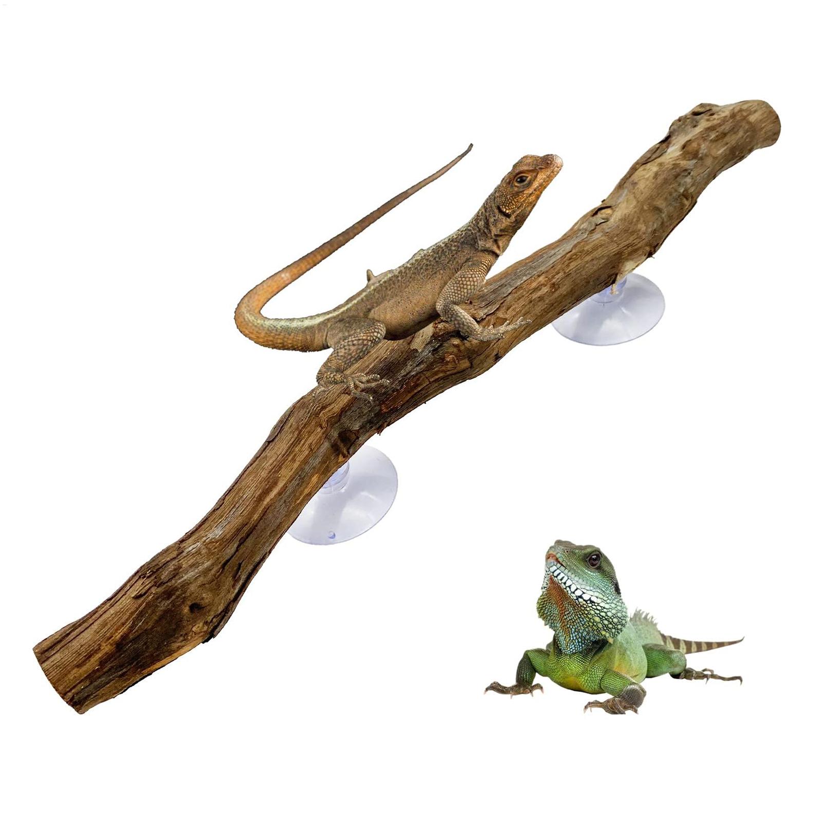 Ramo d'Albero in Legno per Ret - Snake Plant recensione e prezzo