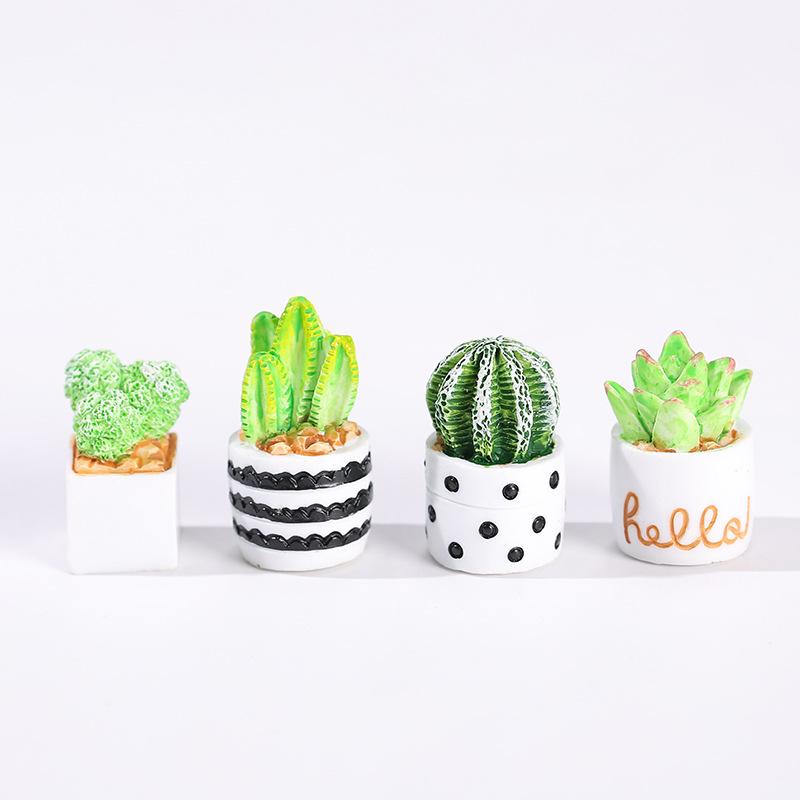 Set di 4 Piante Succulente di  - Succulent Set recensione e prezzo