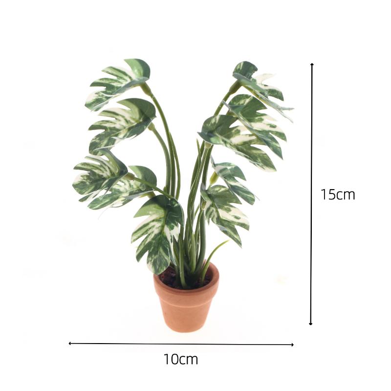 Nuovo. 1 Pezzo Pianta Verde Mo - Pothos recensione e prezzo